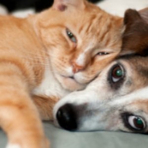 Albury Wodonga Animal Rescue