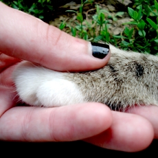 Albury Wodonga Animal Rescue - Cat adoptions