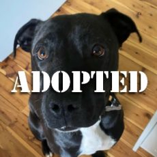 awar dog adoptions