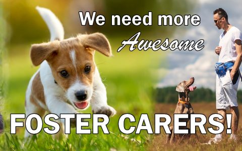 we need more foster carers