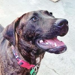 male staffy mix rescue boy