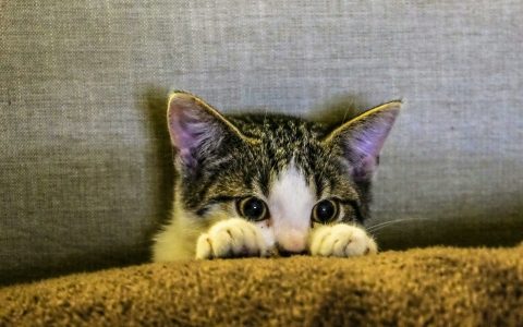 albury wodonga animal rescue cats and kittens