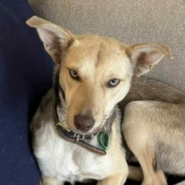 male rescue kelpie puppy