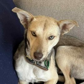 male rescue kelpie puppy