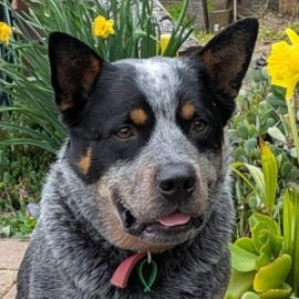 Purebred Australian cattle dog