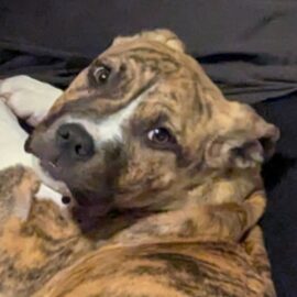 female mixed breed rescue puppy