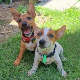 albury wodonga animal rescue puppies