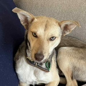 male rescue kelpie puppy