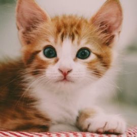 Pexels, ginger kitten
