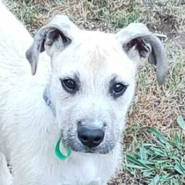 small medium mixed breed puppy