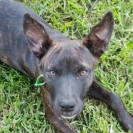 female mixed breed rescue puppy