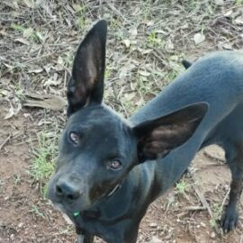 kelpie x wolfhound rescue puppy