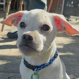 pug x french bulldog rescue puppy