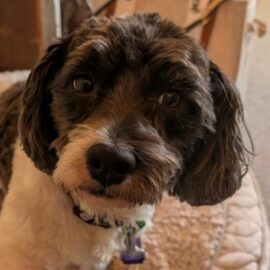 5 year old maltese x shih tzu rescue dog